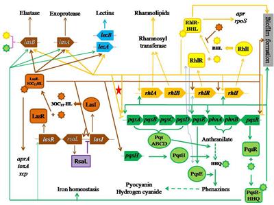 Can Biofilm Be Reversed Through Quorum Sensing in Pseudomonas aeruginosa?